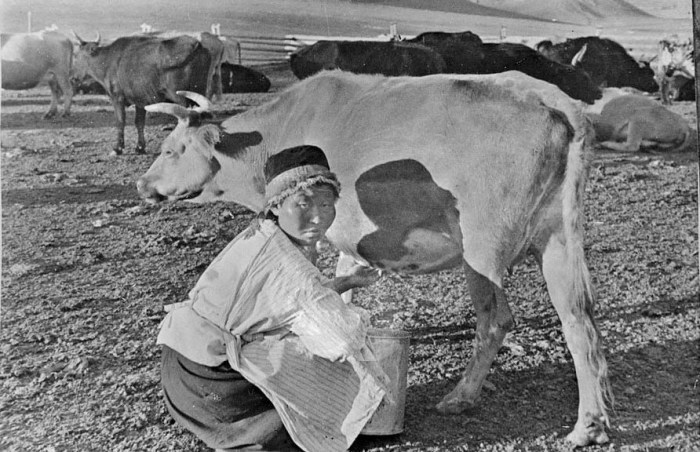 Доение коров. СССР, Восточная Сибирь, Ойратия, 30-е годы 20 века.