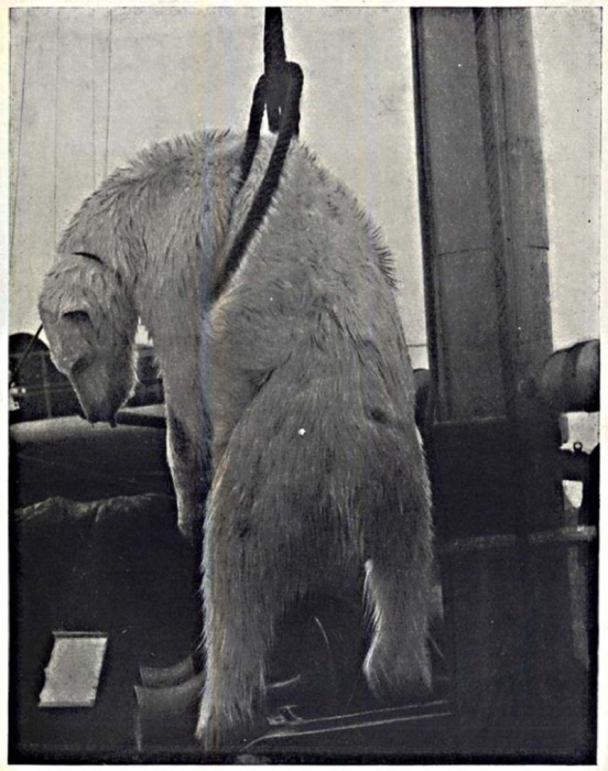 Первый пойманный белый медведь. 16 августа 1933 года.