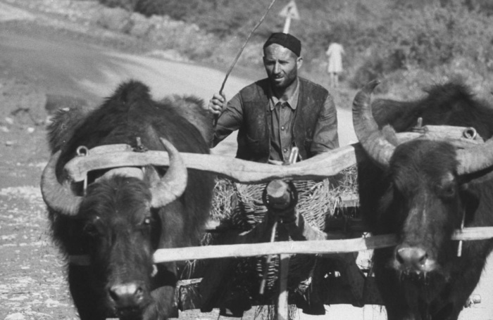 Местный гужевой транспорт в сельской местности. СССР, Грузия, 1963 год.