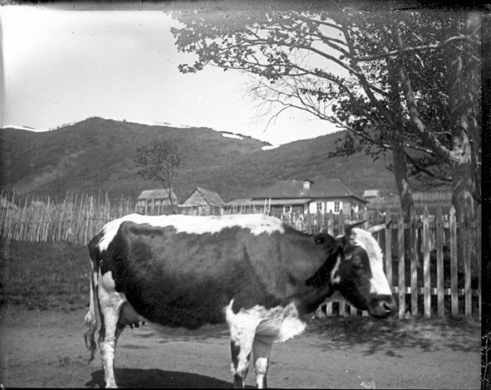  Корова одного из местных жителей. Россия, Петропавловск-Камчатский, 1900 год. 