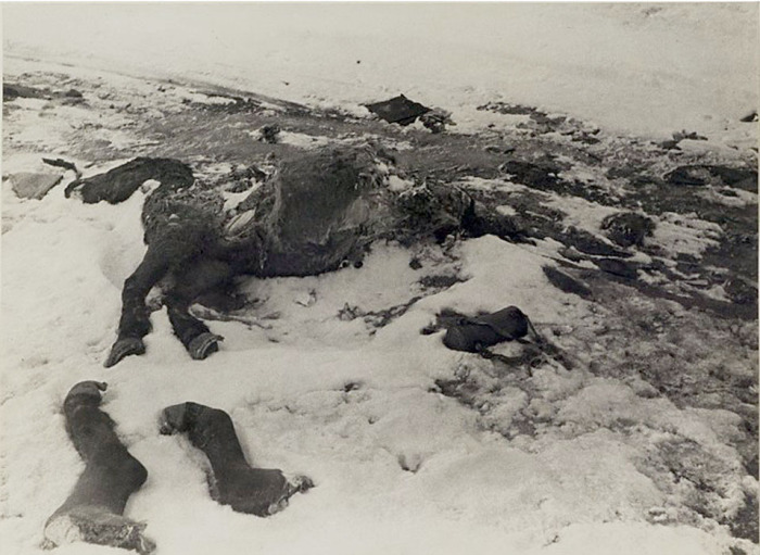 Недоеденная немцами лошадь.  Сталинград, 1942-1943 год.