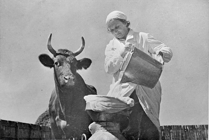 Фильтрование молока для коров на молочной ферме. Жена председателя Григоренко. СССР, 30-е годы 20 века.