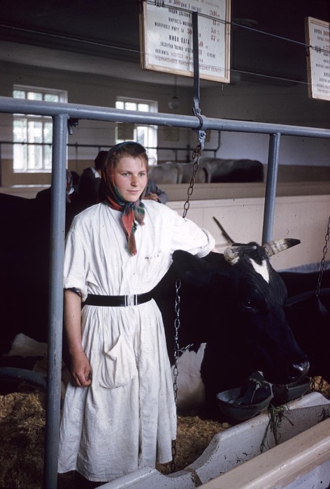Женщина, стоящая возле коровы. СССР, Киев, 1959 год.