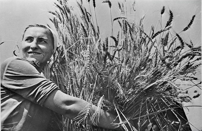 Женщина с недавно собранной пшеницей. СССР, 30-е годы 20 века.