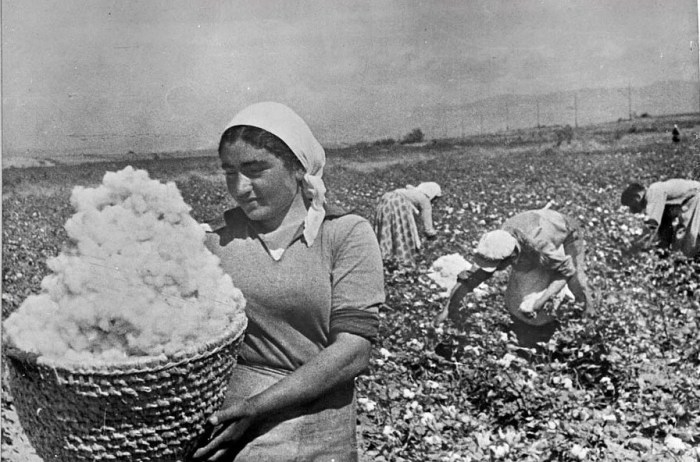 Сбор хлопка во время урожая. СССР, Армения,  30-е годы 20 века.