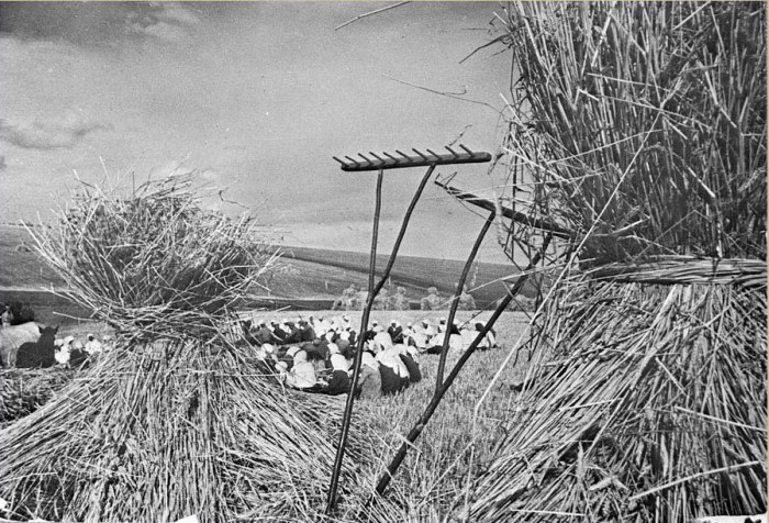 Обеденный перерыв во время сбора урожая. СССР, Украина, Киевская область, 30-е годы 20 века.