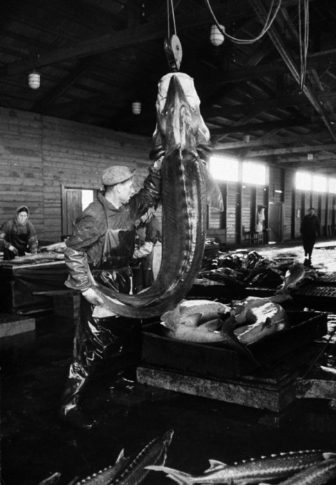 Цех по переработке рыбы. СССР, Астраханская область, 1960-е годы.