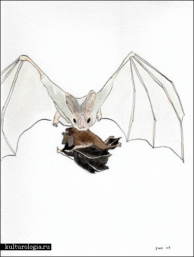 Летучие мыши на картинах Шона Кридена (Shawn Creeden)