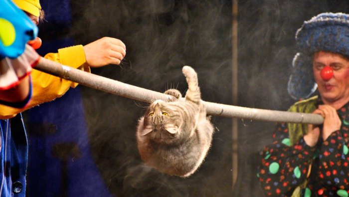 Кошка - театральная гимнастка. | Фото: vmireinteresnogo.com.