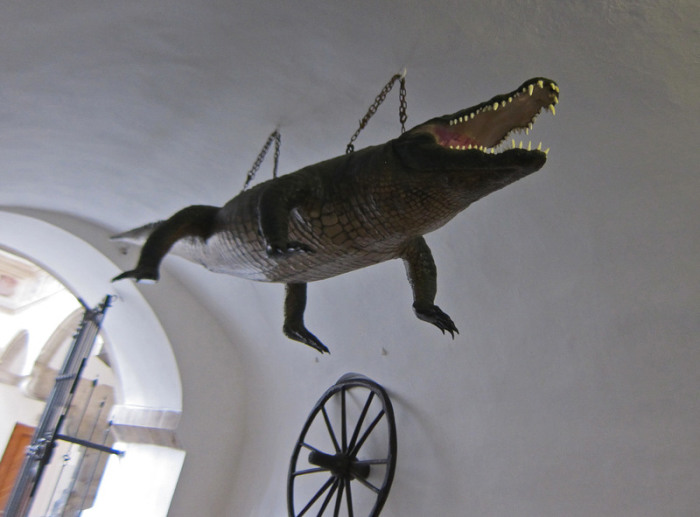 Дракон из Брно, подвешенный в здании ратуши. | Фото: atlasobscura.com.