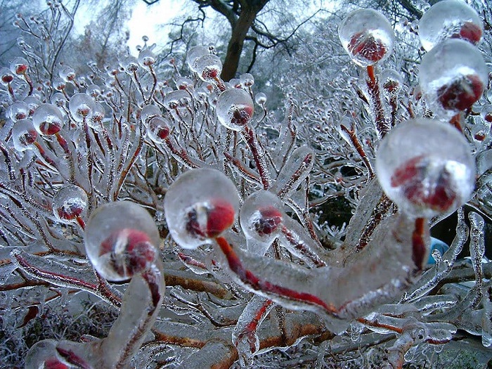  Ледяное ожерелье из лесных ягод. 