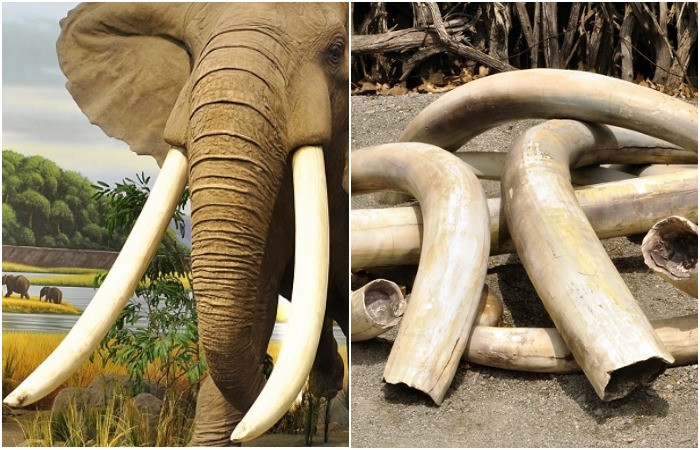 Слоновая кость история. Слоновая кость. Кость слона. Изделия из бивня слона. Слоновая кость из Африки.