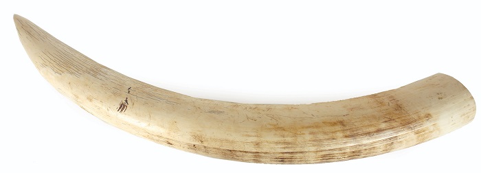 Слоновая кость