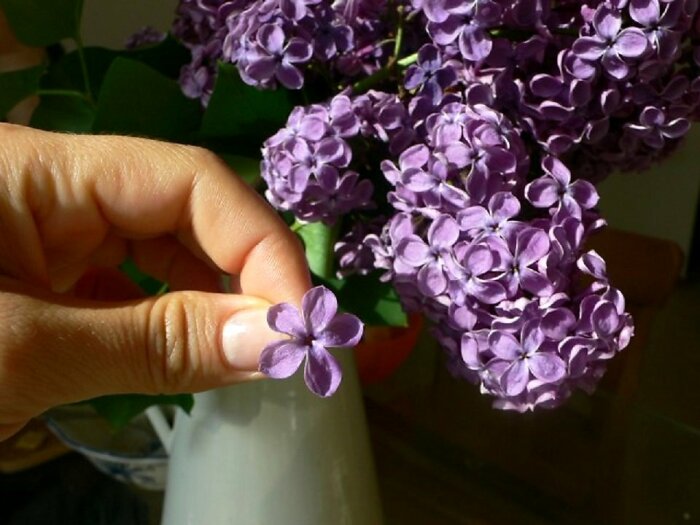 Цветок сирени с пятью лепестками должен был принести удачу. /Фото: neizvestniy-geniy.ru