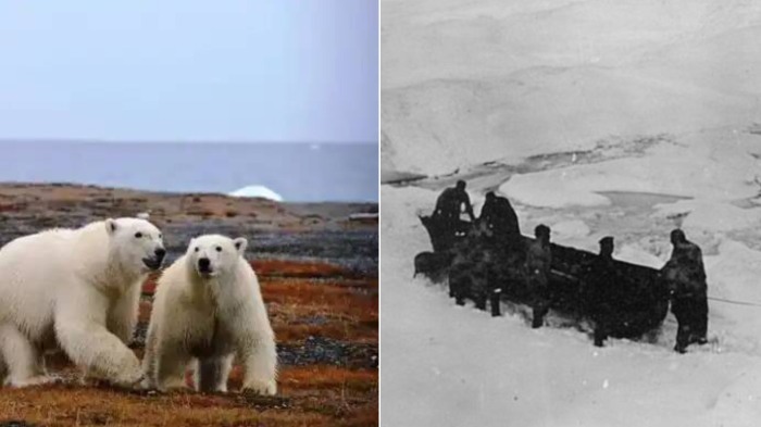 Первых поселенцев атаковали белые медведи.