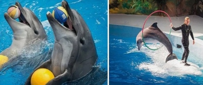 Дрессированные боевые дельфины были переквалифицированы в цирковых артистов.