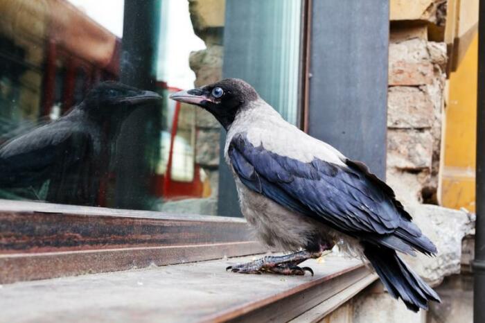 Многие и сегодня верят, что птица, залетевшая в окно, приносит несчастье. /Фото: autogear.ru