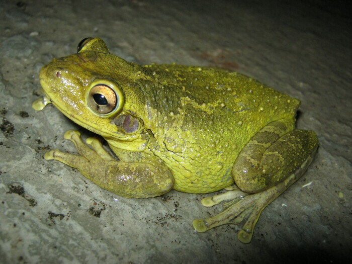 Оспу народ представлял в виде жабы. /Фото: get.pxhere.com