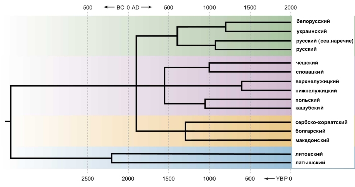Реконструированное филогенетическое дерево балто-славянских языков. Шкала времени показывает время разделения разных языковых ветвей/Источник genofond.ru