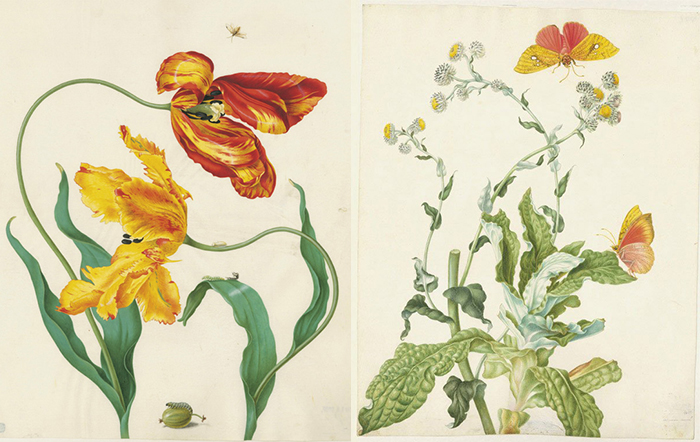 Ботаническая иллюстрация Марии Сибиллы Мериан.