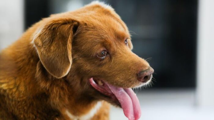 Пёс прожил более 31 года и его рекорд теперь вряд ли кто побьет. /Фото: bbc.com