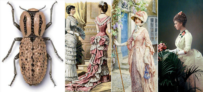 Засушенные букашки украшали платья и прически дам Викторианской эпохи