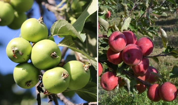 11 фактов о стране, подарившей миру яблоки, тюльпаны и домашних лошадей: чем славится Казахстан 