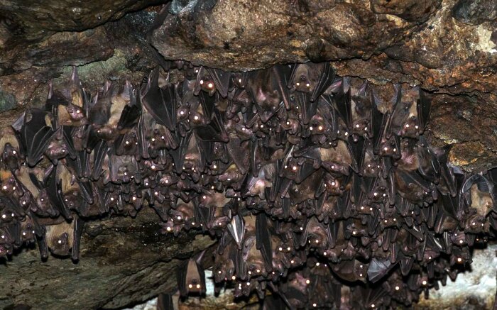 Летучие мыши переносят страшные заболевания из африканских пещер. /Фото: kenyageographic.com