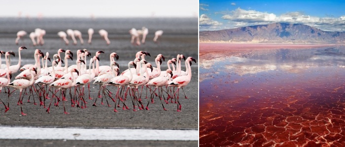 Тут обитает гигантская популяция фламинго.