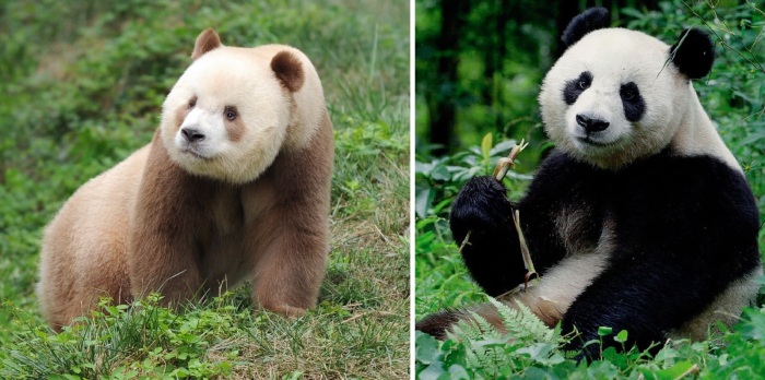 Где живут коричневые панды, почему у них такой окрас и сколько их осталось в природе 