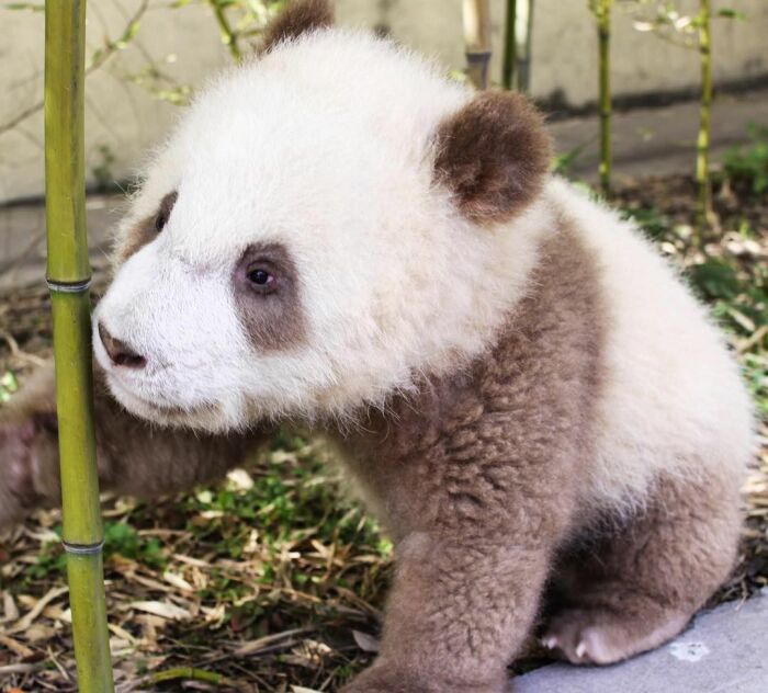 Детёныш коричневой панды. /Фото: chudo-prirody.com 