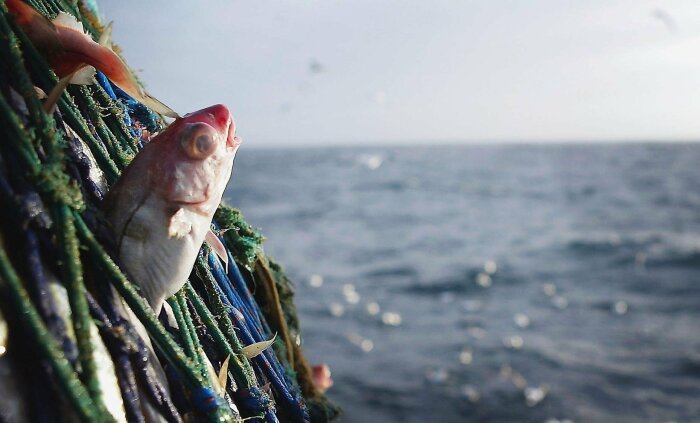 Они ели рыбу и благодаря этому выжили.  /Фото: happylove.top