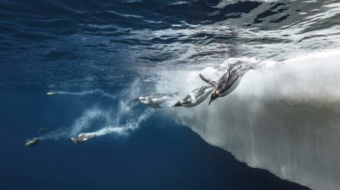 Дельфины в Южном океане. /Фото: pewtrusts.org
