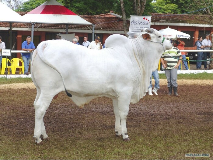 Выставочная корова этой породы может стоить не один миллион. /Фото: domesticanimalbreeds.com 