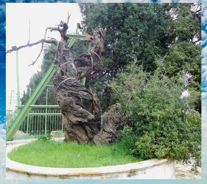 На фото хорошо видно как справа от дуба густо зеленеет кустистое деревце, его побег.