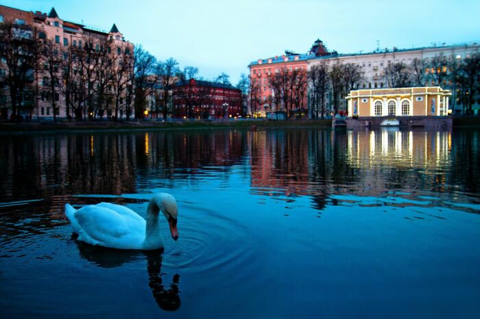 Говорят, что лебеди ночью никогда не находятся на воде. /Фото: patriki-life.ru