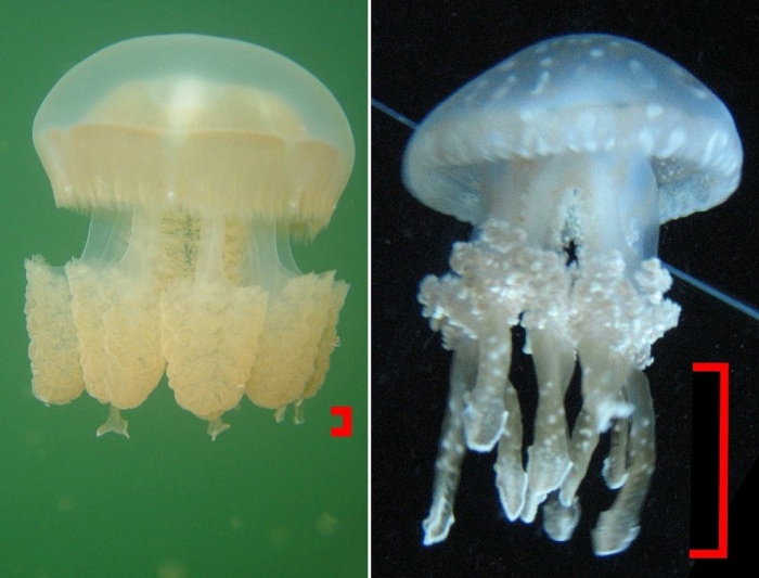 Золотая медуза озёрного типа (слева) и океанического (справа). Морфологические различия налицо.