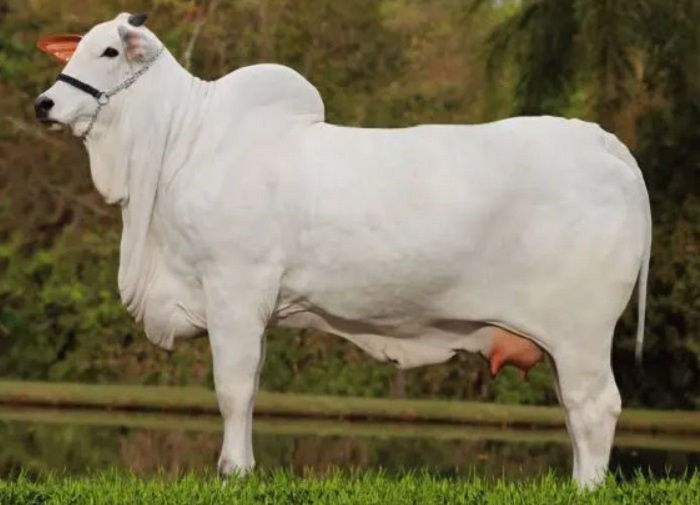 От других коров её отличает странная внешность, в том числе горб. /Фото:facebook.com 