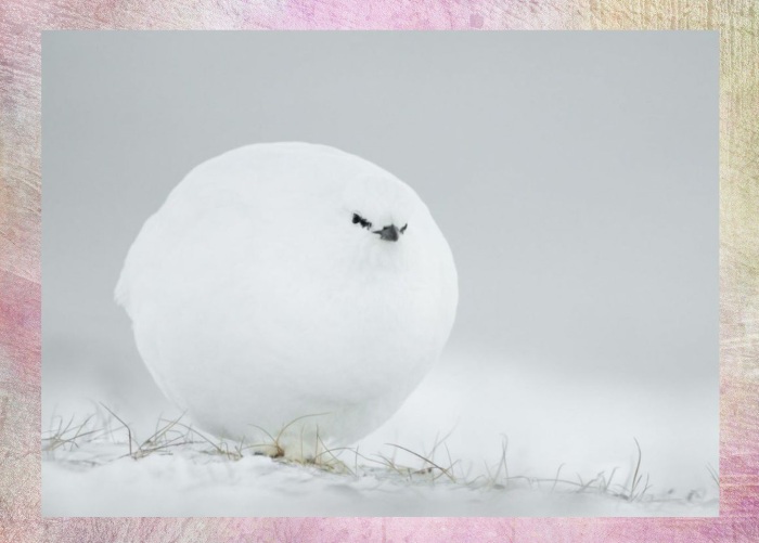 Жак Пулар, «Снежный шар».