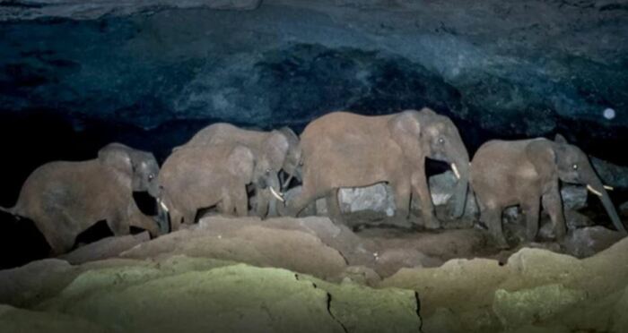 Слоны в пещере. Ночная съемка. /Фото: br.ifunny.co 