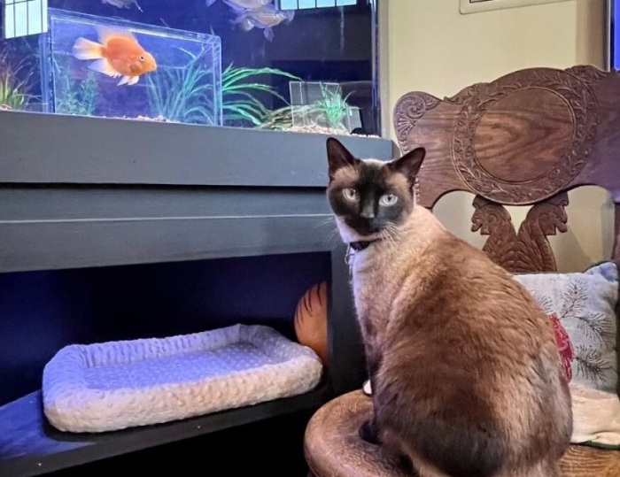 Джаспер очень любил смотреть на аквариум вместе с другими котами, но он чувствовал, что способен на большее./Фото: страница Джаспера в соцсети.