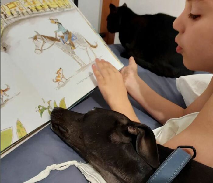 Артур читает другим своим питомцам книжку про трехлапую собаку. /Фото: аккаунт кота в соцсети