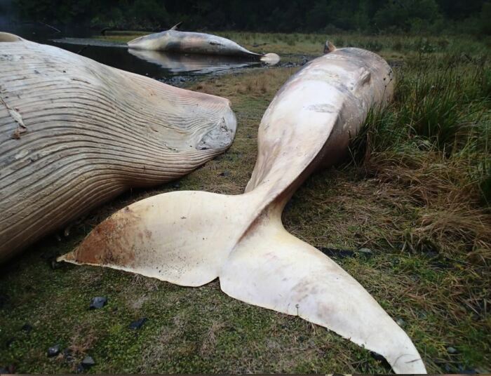 Гибель китов в Чили. /Фото: seattletimes.com