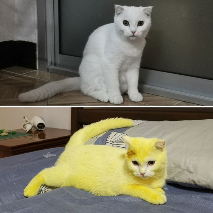 Белый кот-красавец из Тайланда стал желтым котом-красавцем.