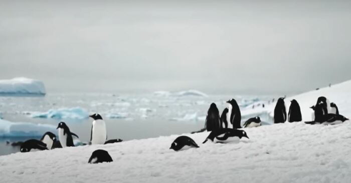 Ради такой встречи стоит и потерпеть два дня. /Фото: видеокадр swoop-antarctica.com