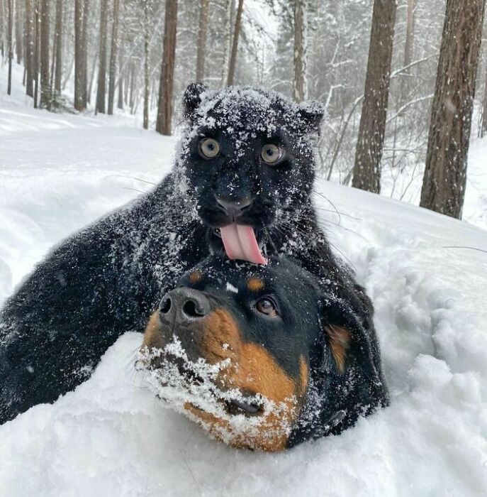 Серьезные домашние питомцы.