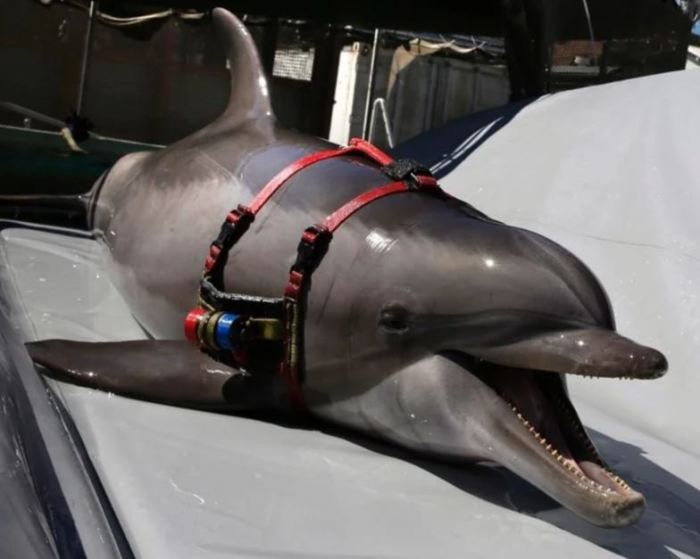 Дельфин очень умное существо и, к тому же, у него есть природный эхолокатор.