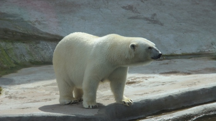 Белые медведи исчезнут. /Фото: goarctic.ru
