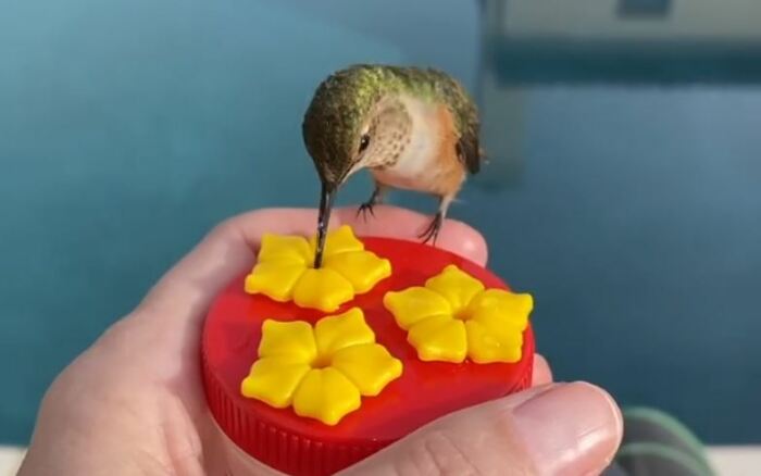Колибри пьёт воду с сахаром. /Видеокадр