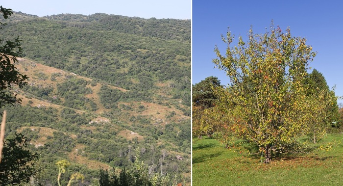 Дикие заросли яблонь в Казахстане (слева). Яблоня Сиверса в Ботаническом саду в Берлине (справа).